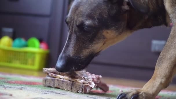 Cerrar feliz perro mestizo comiendo un hueso en la alfombra de casa — Vídeo de stock