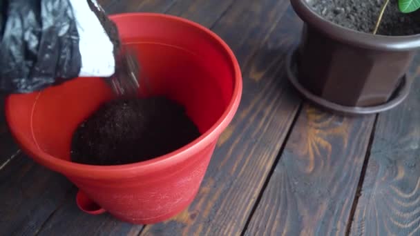 Jardinero vierte tierra fresca de la bolsa en una olla de plástico rojo — Vídeos de Stock