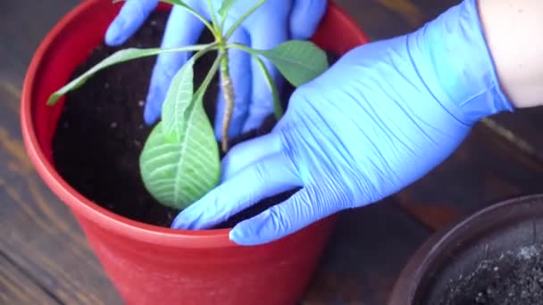 Le mani di donne in guanti azzurri piantano un impianto o un fiore in una pentola con terra — Video Stock