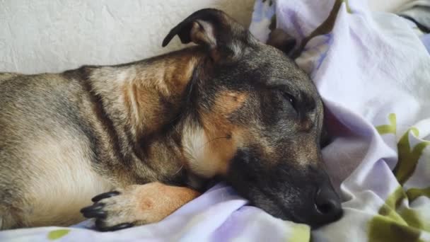 Mischlingshund schläft zu Hause auf dem Bett — Stockvideo