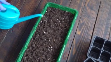 Üst düzey çiftçi evdeki plastik kabın içine tohum ektikten sonra toprağı suluyor.