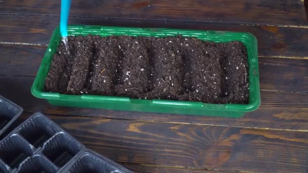 自宅でプラスチック容器に種を植えた後の農家の散水土壌 — ストック動画