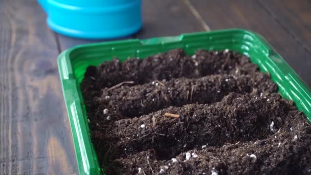 Piantare Semi Nel Terreno Preparato Contenitore Casa Concetto Agrocultura — Video Stock