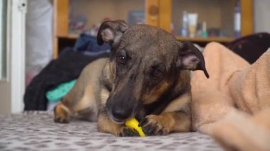 Şirin, komik melez köpek kanepede uzanıyor ve oyuncak bir tavuğun kafasını kemiriyor. 4k