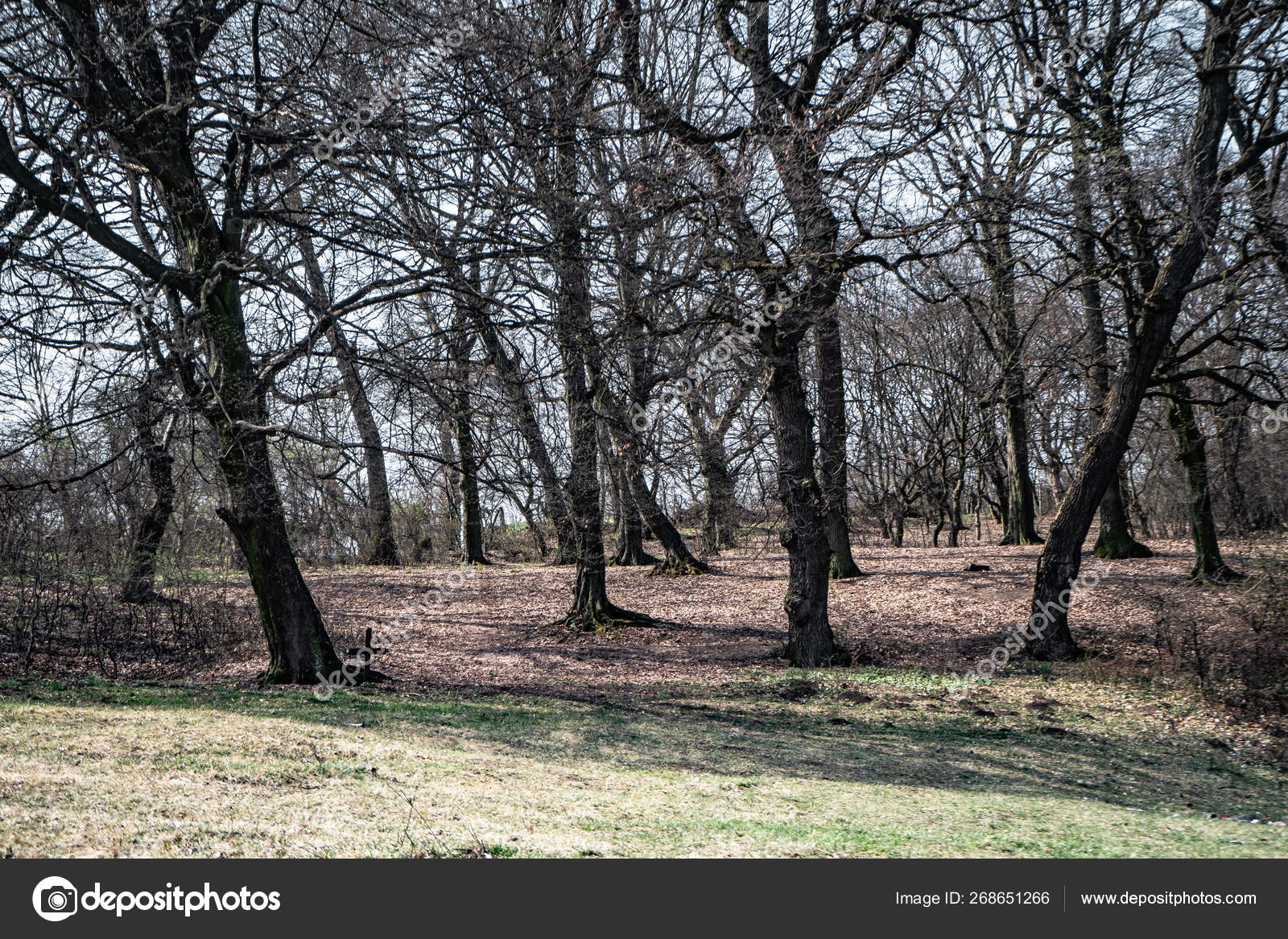 Hoia Baciu Forest Pictures Hoia Baciu Forest Stock Photos Images Depositphotos