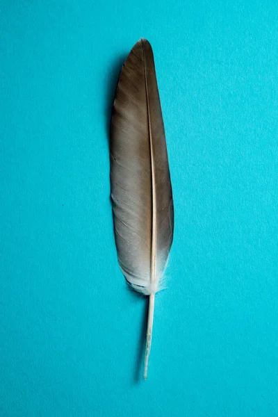 Gray feather isolated on light blue background