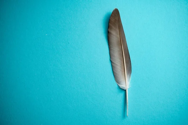 Gray feather isolated on light blue background