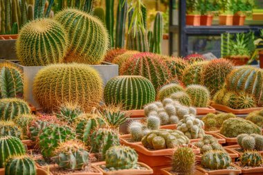 Tencerelerdeki farklı kaktüsler..