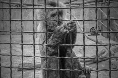 A black and white photo of a monkey, sitting inside in cage like in prison. clipart