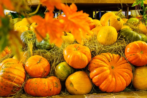 Gyönyörű Sütőtök Szénán Őszi Betakarítás Után Vár Halloween Ünnep — Stock Fotó