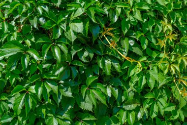 Duvardaki yeşil tırmanma bitkilerinin dokusu.