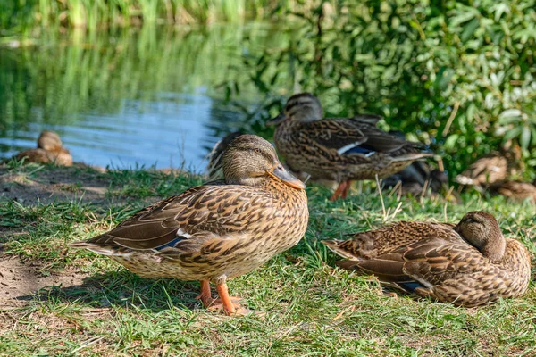 Patos Salvajes Marrones Están Sentados Hierba Verde Orillas Del Río — Foto de Stock