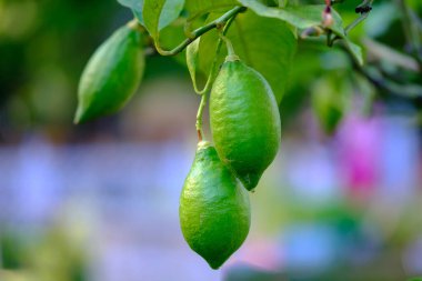 Limon dalında yeşil limon.