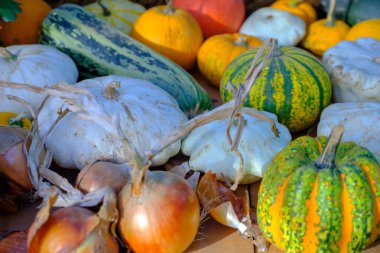 Çiftçi pazarında sonbahar hasadından sonra çeşitli dekoratif renkli balkabakları.
