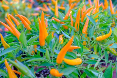 Tencerede bir sürü renkli biber kağıdı var..