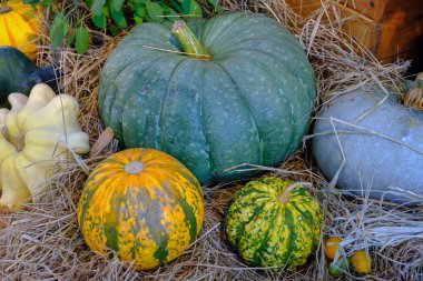 Çiftçi pazarında sonbahar hasadından sonra çeşitli dekoratif renkli balkabakları.
