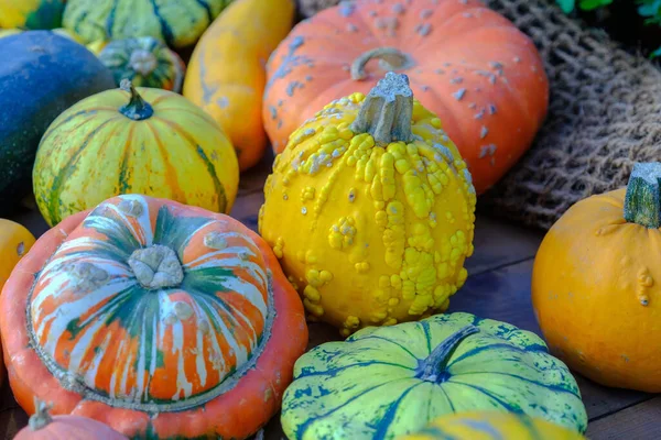 Různé Dekorativní Barevné Dýně Podzimní Sklizni Zemědělském Trhu — Stock fotografie