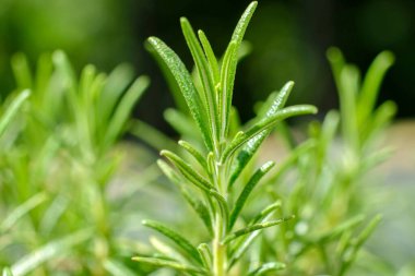 Biberiye yetiştiren bir dal. Görüntüyü kapat.
