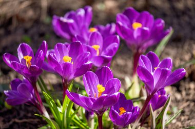 Bahar Ormanı 'nın ilk zamanlarında parlak güneş ışığı altında açan mor Crocus' lar..