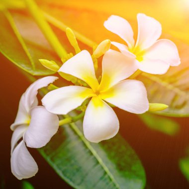 Tayland 'ın sembolü olan çiçek açan Plumeria (Lan Thom) ağacının beyaz çiçekleri. Renkli filtre efekti ile görünümü kapat.