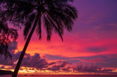 Renkli gün batımı kırmızı, turuncu, mavi gökyüzü renkleri ve arka planda hindistan cevizi palmiyesi.