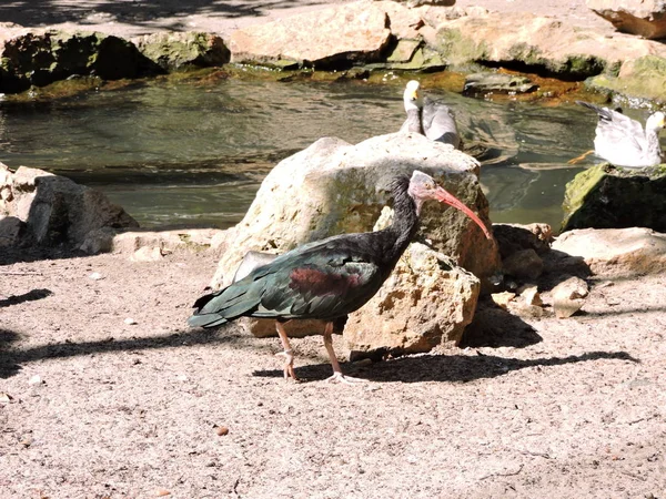 Animali Nello Zoo Polonia Opole — Foto Stock