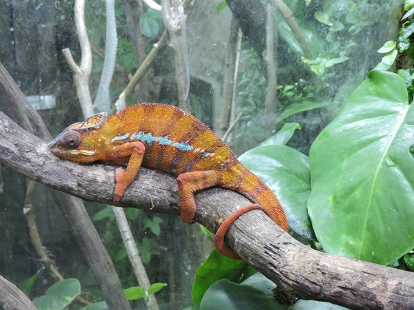 Animals in zoo Opole, Poland