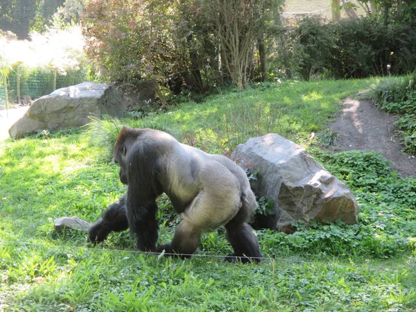 Animales Zoológico Polonia Opole — Foto de Stock