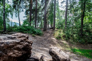 Ağaçlardaki güneş ışınları.