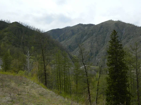 Paisaje Naturaleza Gorny Altai — Foto de Stock