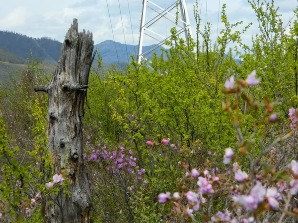 Paisaje Naturaleza Gorny Altai — Foto de Stock