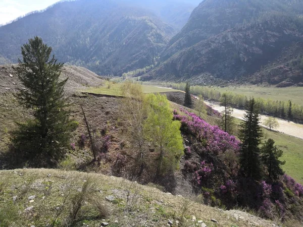 Τοπίο Φύση Του Gorny Altai — Φωτογραφία Αρχείου