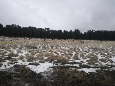 Altay Cumhuriyeti'nin İlahi Güzelliği