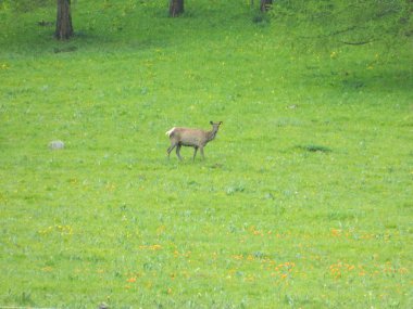 Altay Cumhuriyeti'nin doğal güzelliği