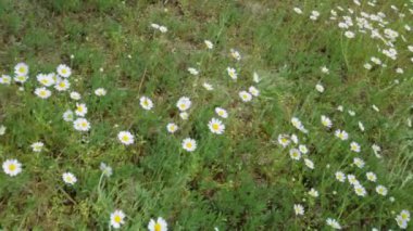 Buh parkGranit-step arazilerinde çiçek tarlası