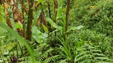 Ormanda yağmurdan sonra yeşil yapraklar