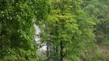 Tropikal ormanda yeşil ağaçlar