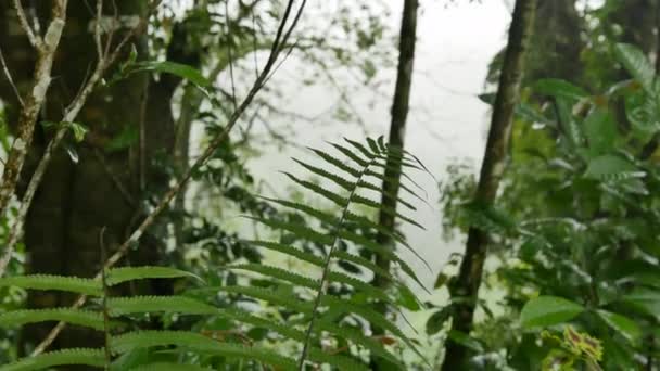 Папороть в джунглях після дощу — стокове відео