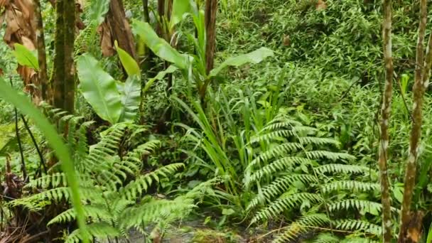 Зеленые тропические растения в джунглях после дождя — стоковое видео