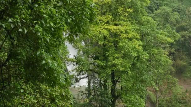 Forêt tropicale et cascade en arrière-plan — Video