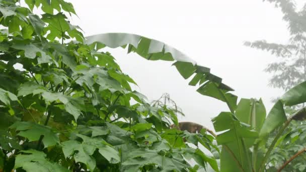 Plantas tropicales verdes en la niebla — Vídeo de stock