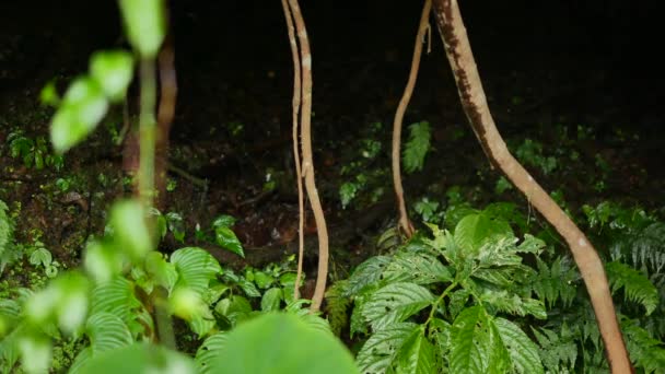 Kořeny liany a rozmazané listí na popředí — Stock video