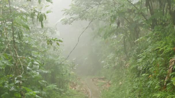 Le chemin dans la jungle brumeuse — Video