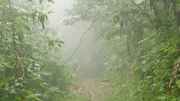 El camino en la selva brumosa — Vídeo de stock