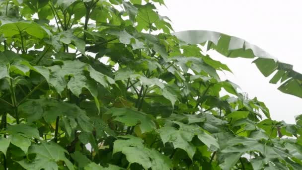 Groene tropische planten in de mist-pan — Stockvideo