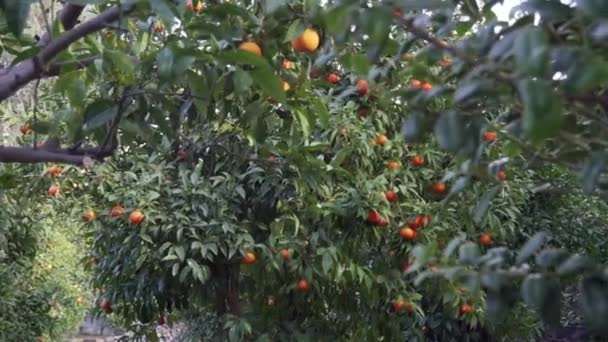 Citrusové zahrady v Sorrento-pánev — Stock video