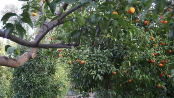 Pohon Tangerine di taman di Sorrento — Stok Video