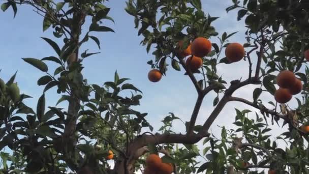 Mandarinenbaum im Gegenlicht — Stockvideo