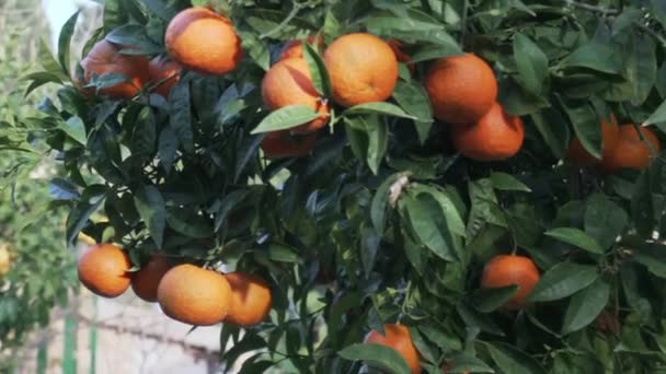 Mandarinenbaum aus nächster Nähe - Pfanne — Stockvideo