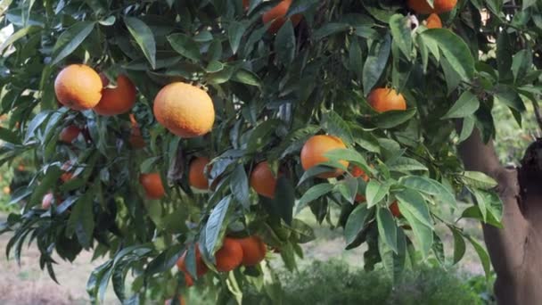 Close-up Tangerine Tree-kantelen — Stockvideo